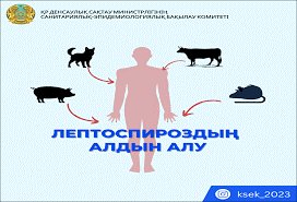 Симптомы лептоспироза и его профилактика.