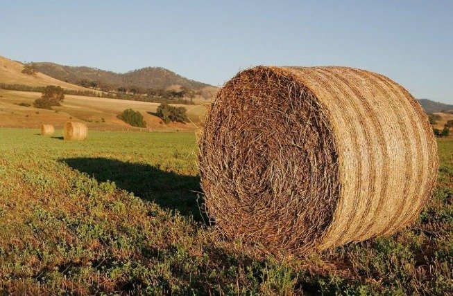 В Казахстане уже заготовлено почти 20 млн тонн кормов