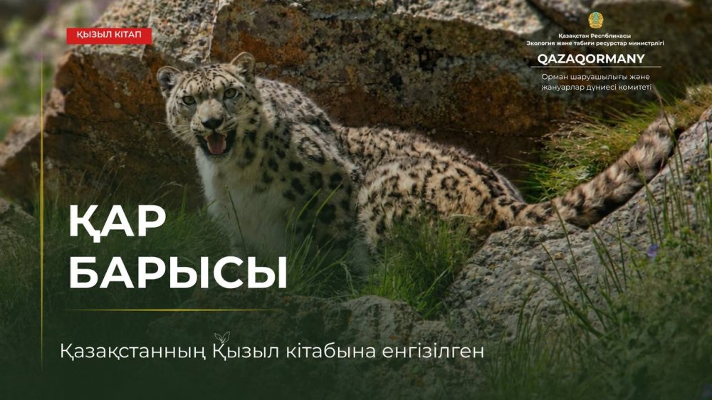Таинственный хозяин гор – снежный барс