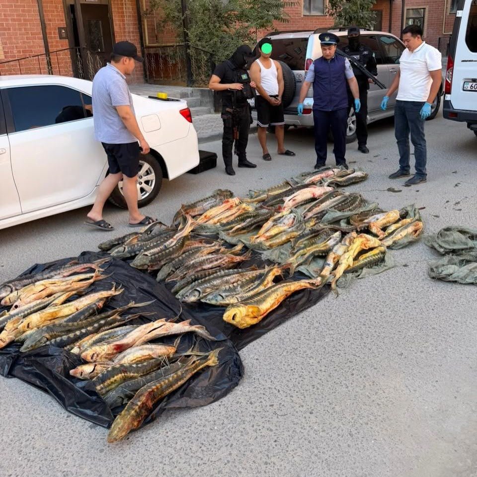 В Мангистауской области пресечена незаконная перевозка осетровых рыб