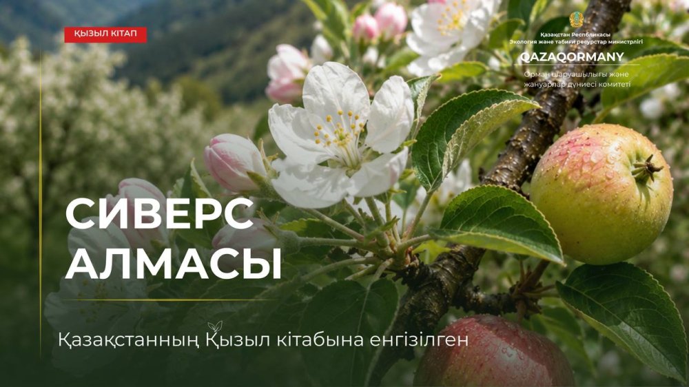 Яблоня Сиверса – предок культурных яблонь