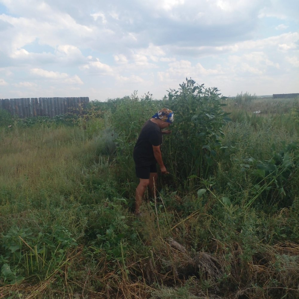 Покос травы