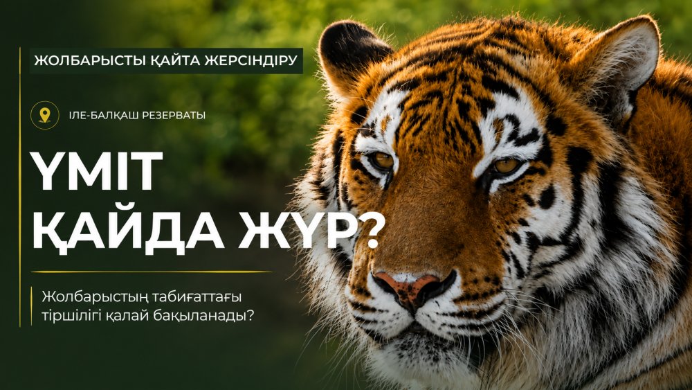 ГДЕ СЕЙЧАС ҮМІТ?