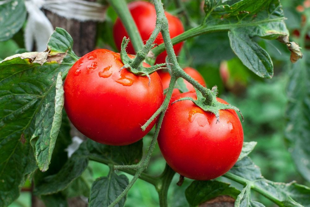 Более 113 тонн зараженной сельхозпродукции не допущено на рынок Казахстана