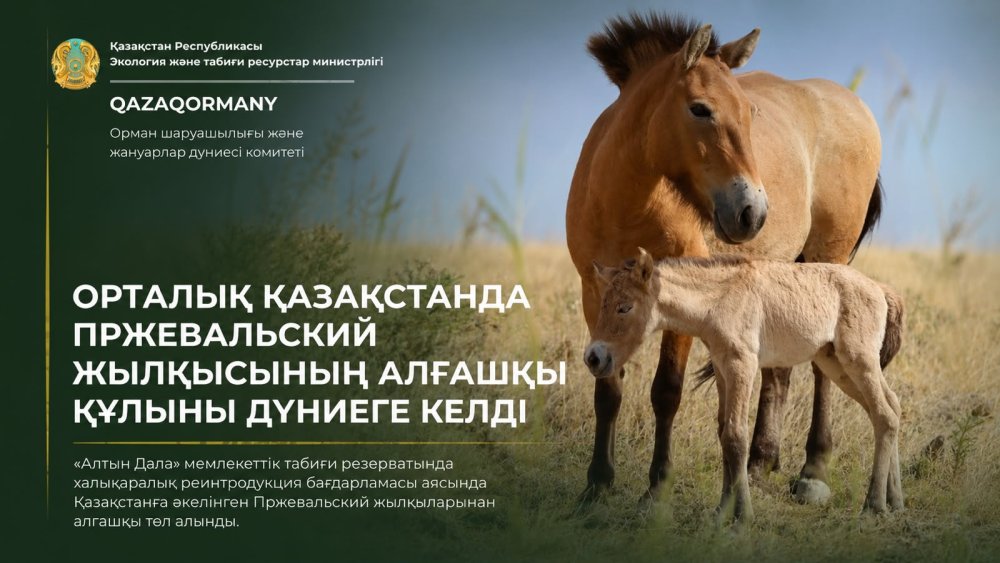 Историчекое событие в степях Центрального Казахстана родился первый жеребёнок лошади Пржевальского – успех международной программы реинтродукции