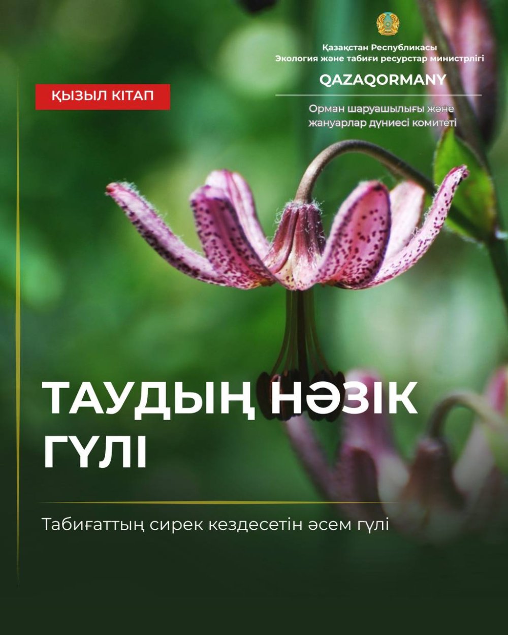 Кудреватая лилия — нежный цветок гор