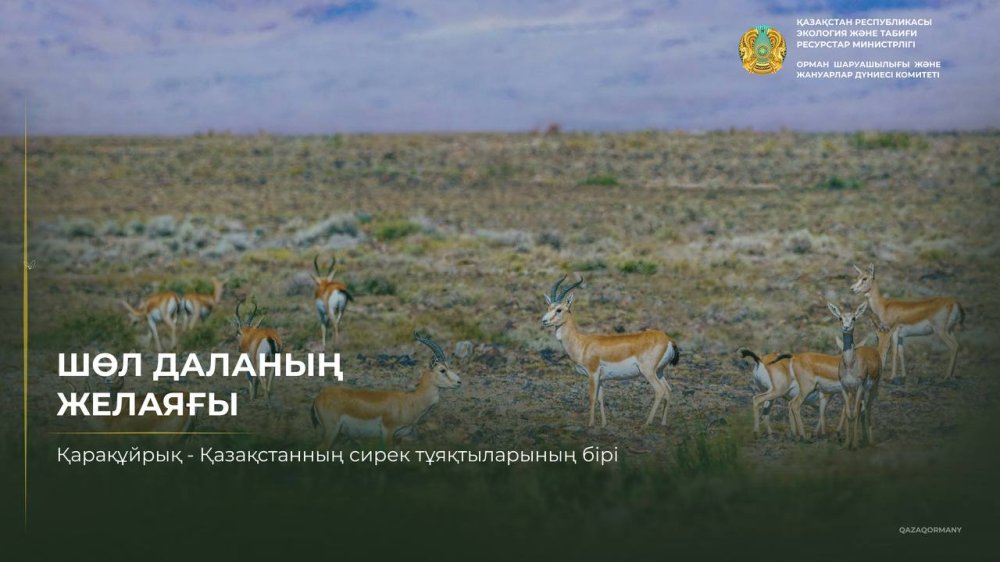 Более 60 км/ч: главное преимущество джейрана — скорость