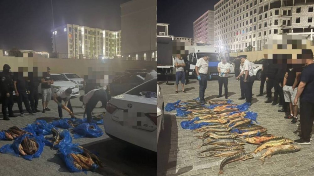 В Мангистауской области полицейские изъяли более 200 кг осетровых