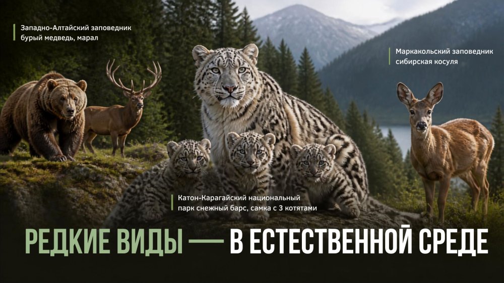 Дикая природа Восточного Казахстана — в объективе фотоловушек