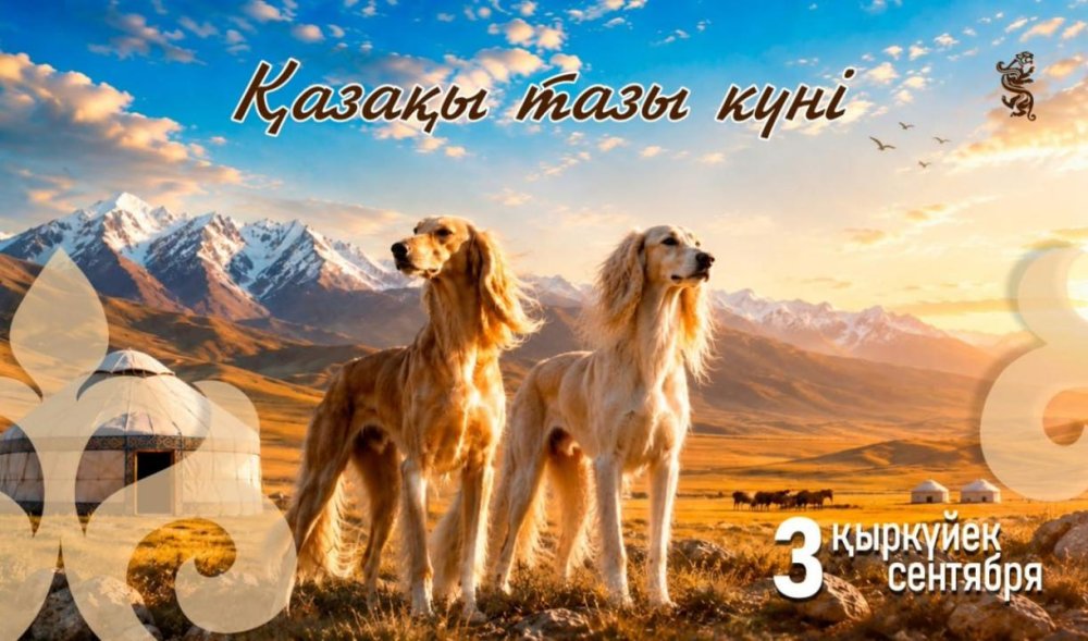 Сегодня впервые отмечается День казахской породы собак тазы
