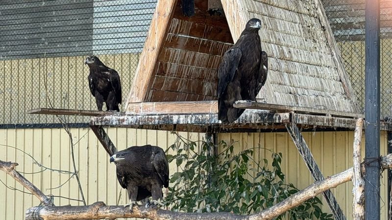 Карагандинский зоопарк стал домом для спасённых животных