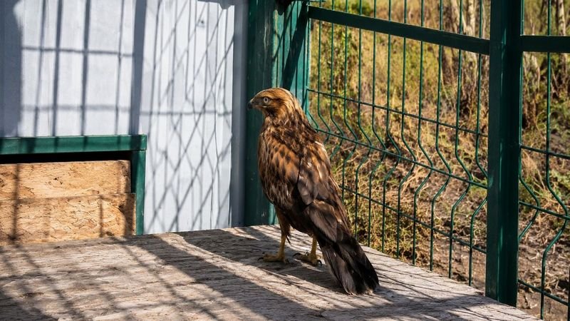 Карагандинский зоопарк стал домом для спасённых животных