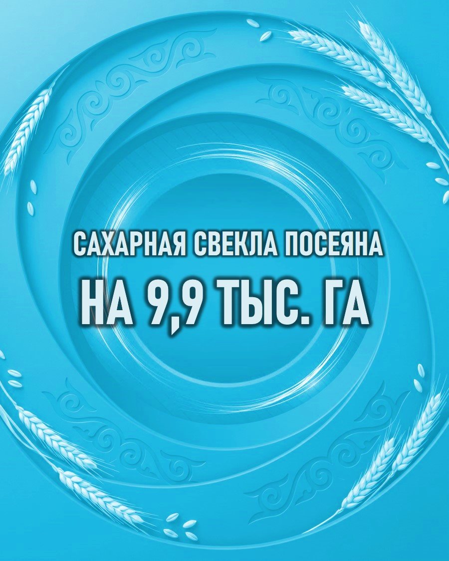 Сахарная свекла посеяна на 9,9 тыс. га